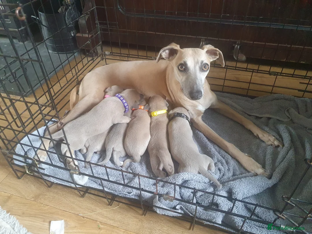 Whippet dogs for sale: Blue fawn whippets  - Advert 1