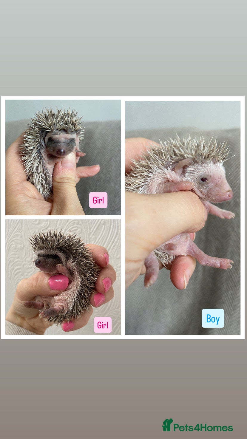 Pygmy Hedgehog rodents Beautiful Pygmy Hedgehogs  - Advert 17