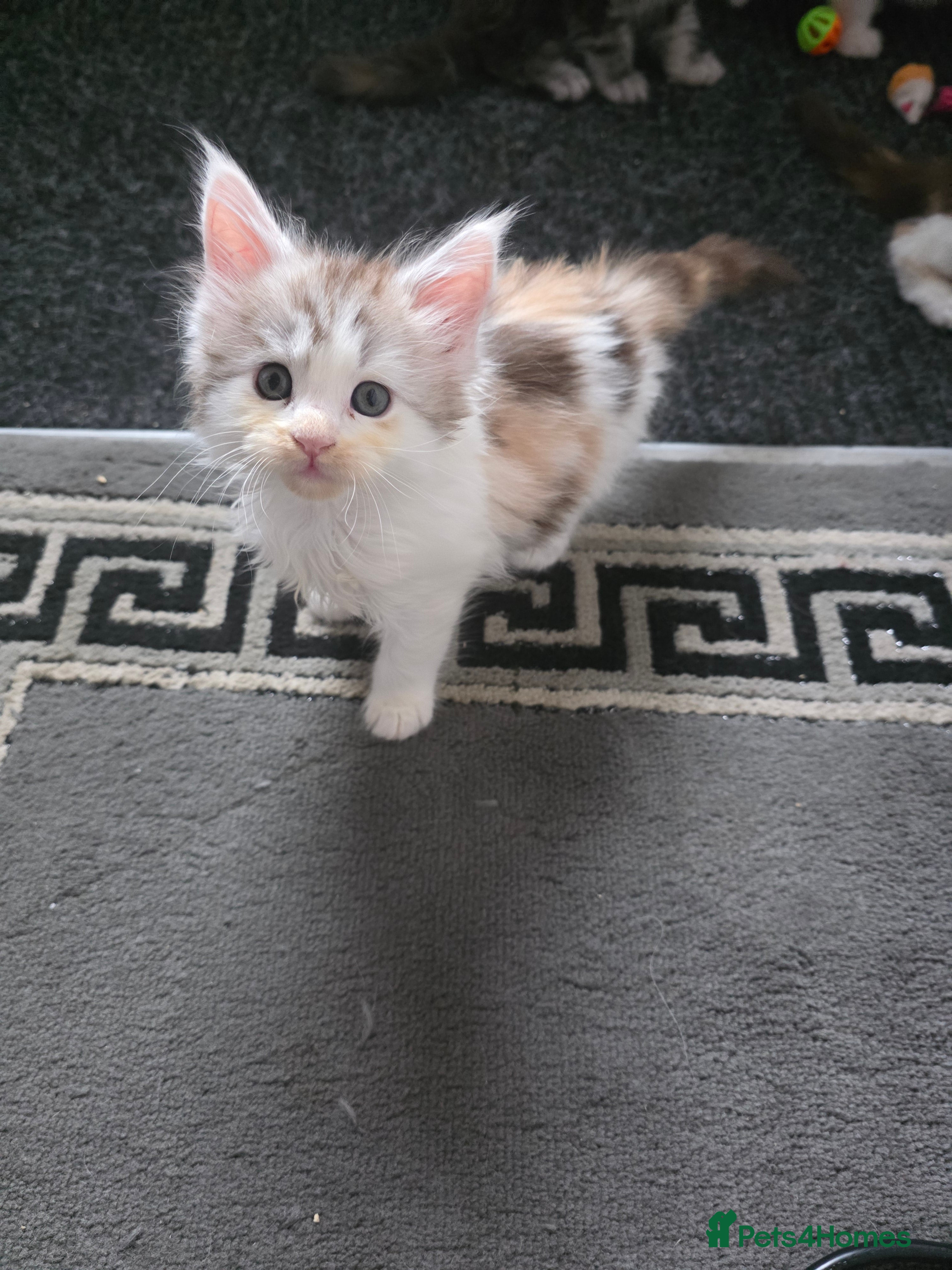 Maine Coon cats MAINE COON KITTENS   - Advert 6