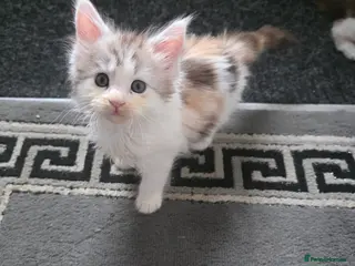 Maine Coon cats MAINE COON KITTENS - Advert 6