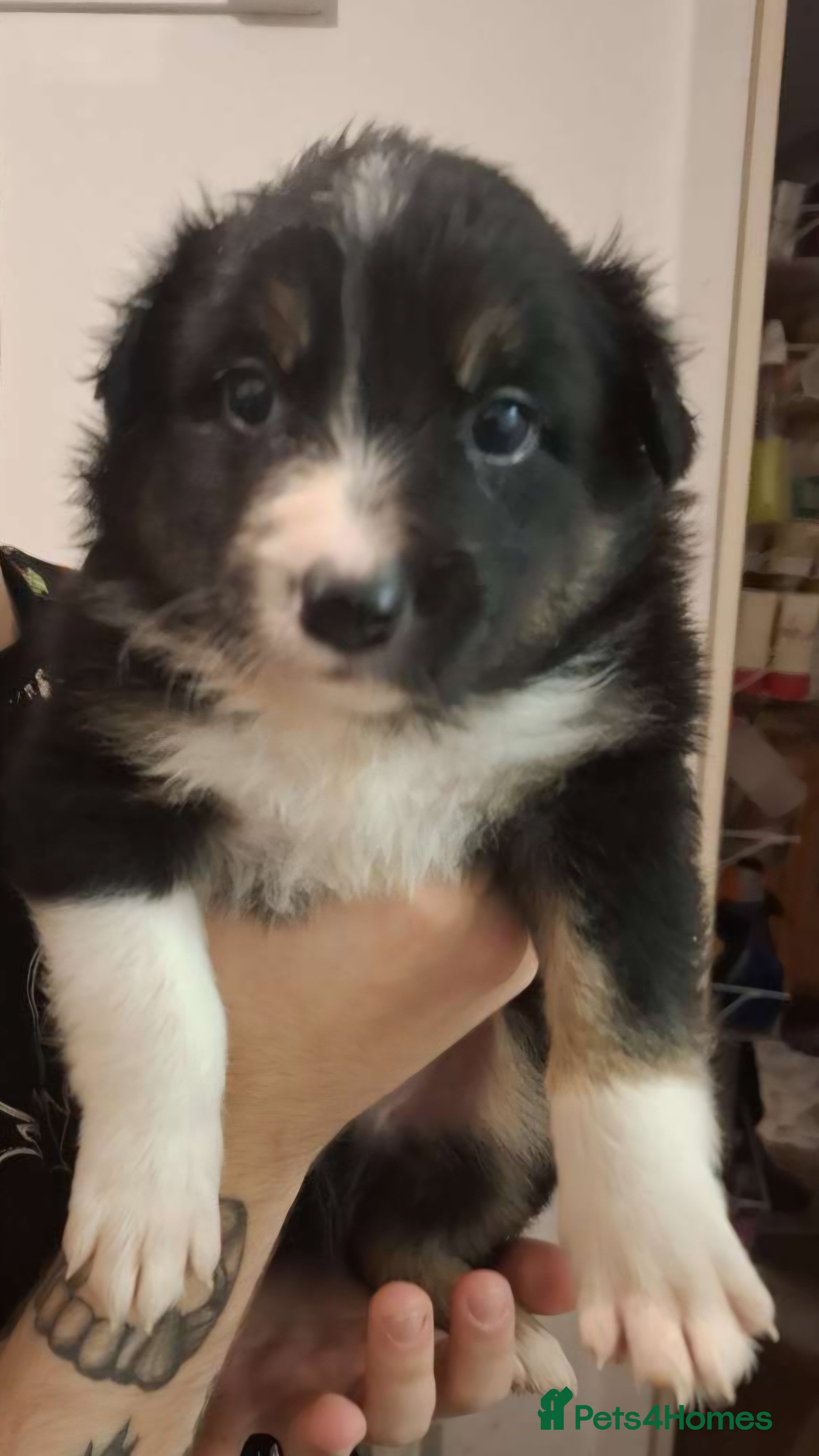 Border Collie dogs Stunning border collie pups - Advert 1
