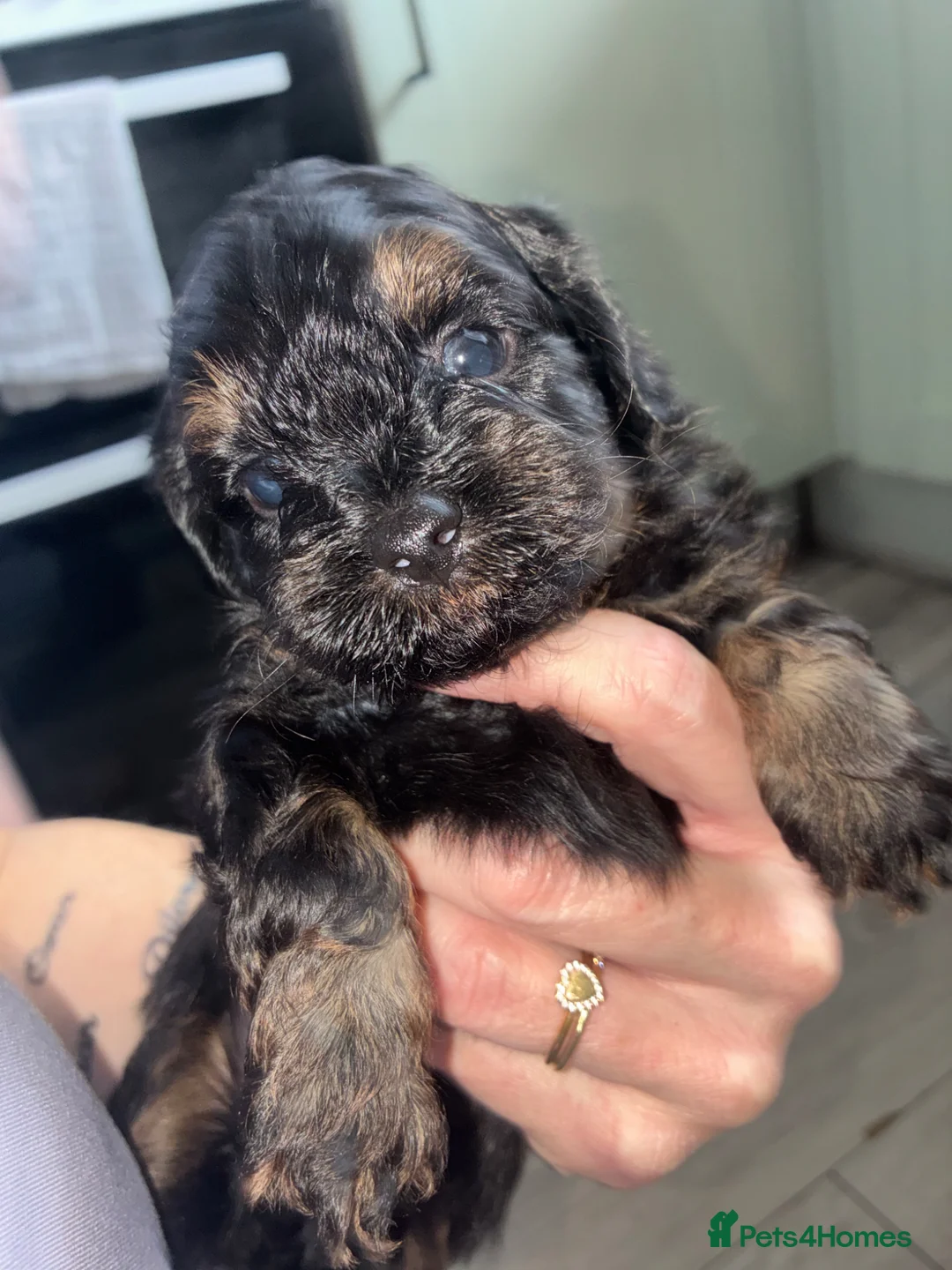 Shihpoo dogs for sale: Gorgeous shihpoo pups - Advert 2