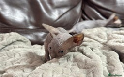Sphynx cats for sale: Beautiful sphinx babies - Advert 5