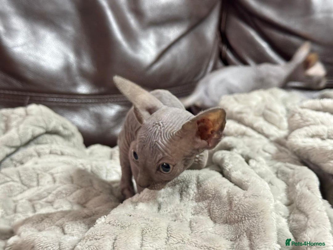 Sphynx cats for sale: Beautiful sphinx babies - Advert 5