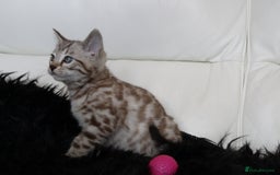 Bengal cats for sale: Gorgeous Bengal kittens - Image 2