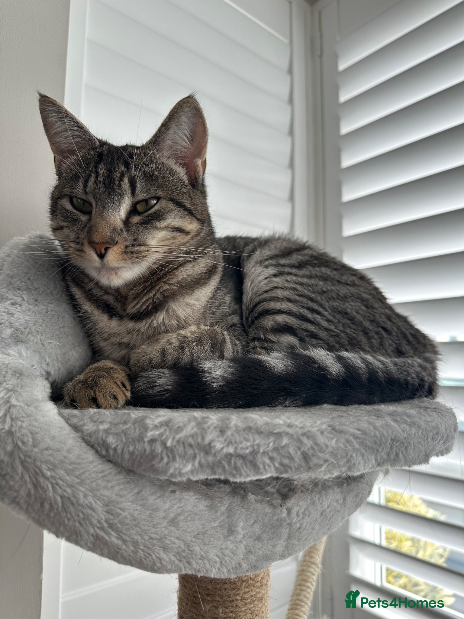 Domestic Shorthair cats 1 year old domestic shorthair female cat - Advert 7