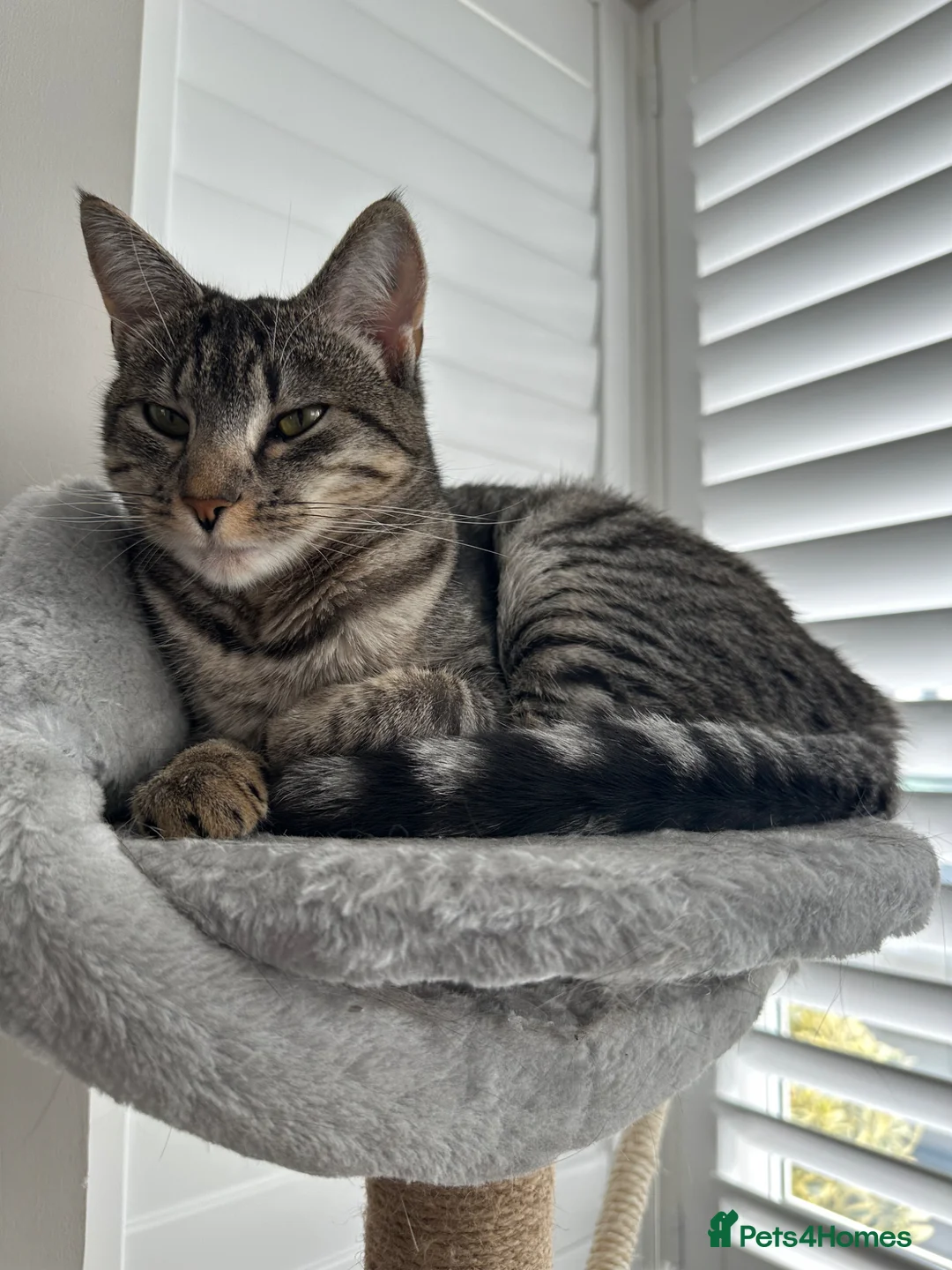 Domestic Shorthair cats for sale: 1 year old domestic shorthair female cat - Advert 1