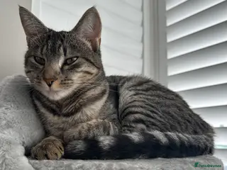 Domestic Shorthair cats 1 year old domestic shorthair female cat - Advert 4