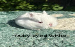 Netherland Dwarf rabbits for sale: Netherland dwarf buck 💙 in Loughborough - Image 12