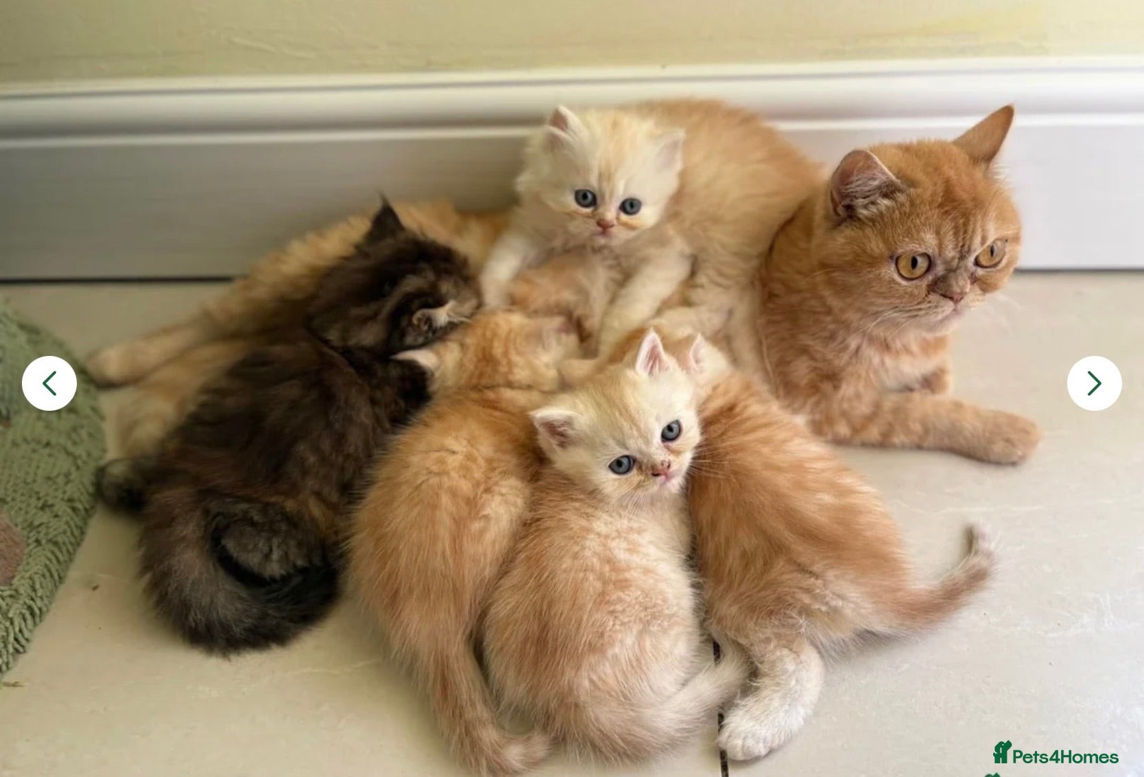Exotic cats Beautiful Persian Exotic Kittens - Advert 6