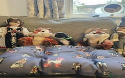 Boston Terrier dogs for sale: Boston Terrier 5* puppies - Image 30