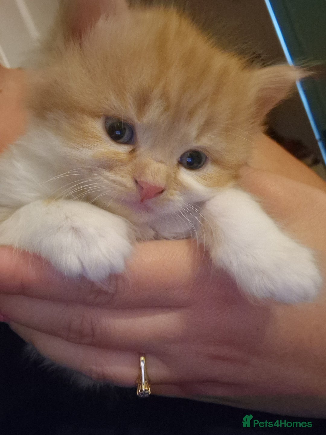 Domestic Shorthair cats for sale: Kittens for sale - Image 4