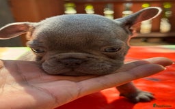 French Bulldog dogs for sale: Adorable French Bulldogs - Image 12