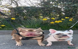 French Bulldog dogs for sale: 11 weeks old Isabella & tan carries fluffy RFG  - Image 4