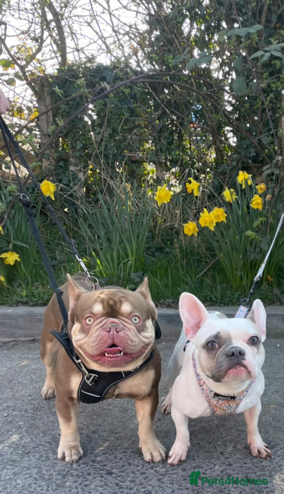 French Bulldog dogs for sale: 11 weeks old Isabella & tan carries fluffy RFG  - Image 4