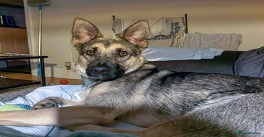 Mixed Breed dogs FREYA - Looking for a loving, supportive home. - Advert 2