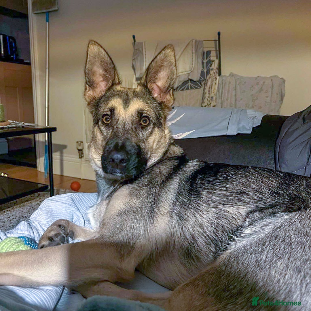 Mixed Breed dogs for adoption: FREYA - Looking for a loving, supportive home. - Image 2