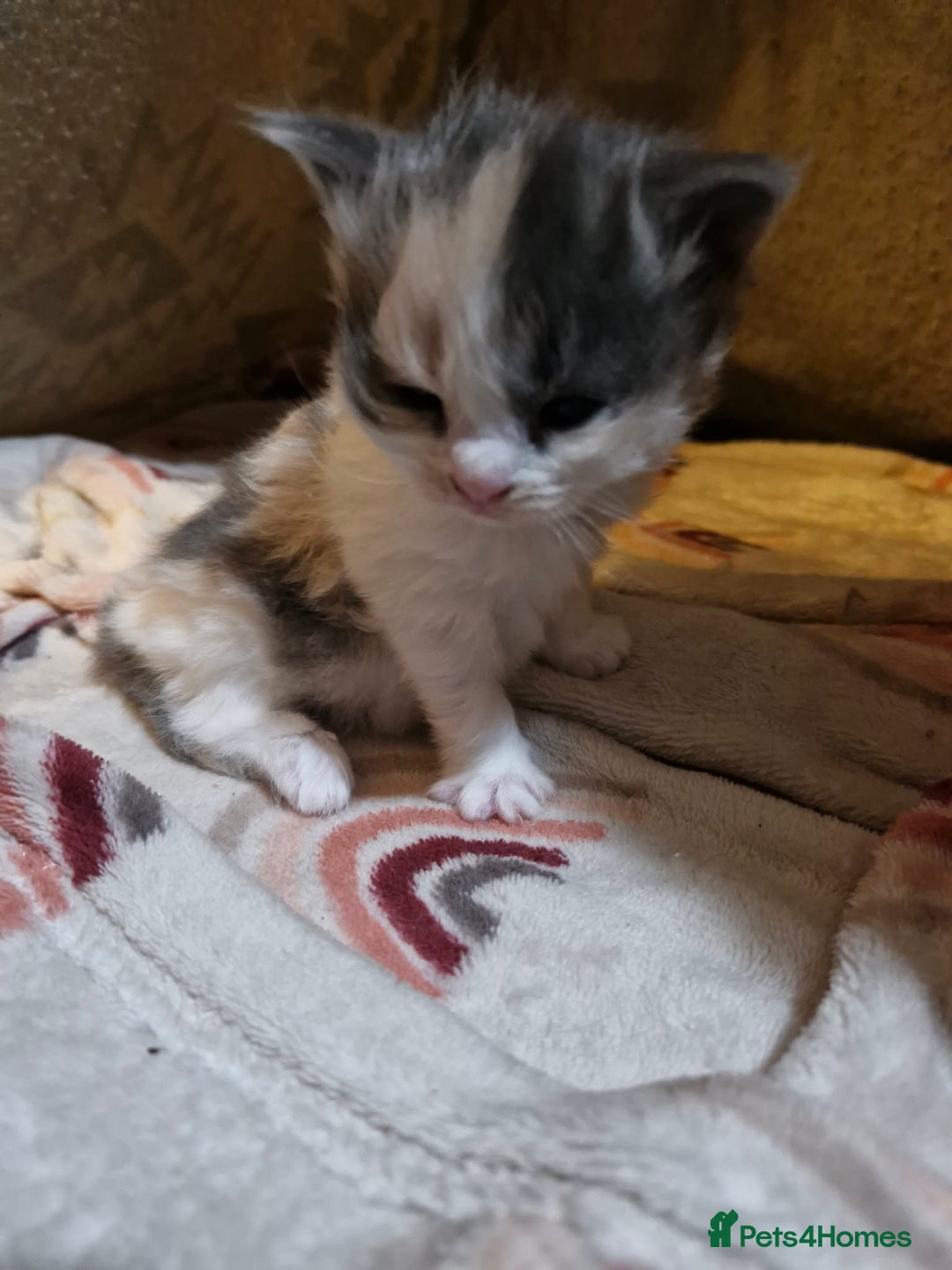 Maine Coon cats for sale: Maine Coon Cross Kittens - Advert 3