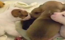 Staffordshire Bull Terrier dogs for sale: Staffordshire Puppies - Image 8