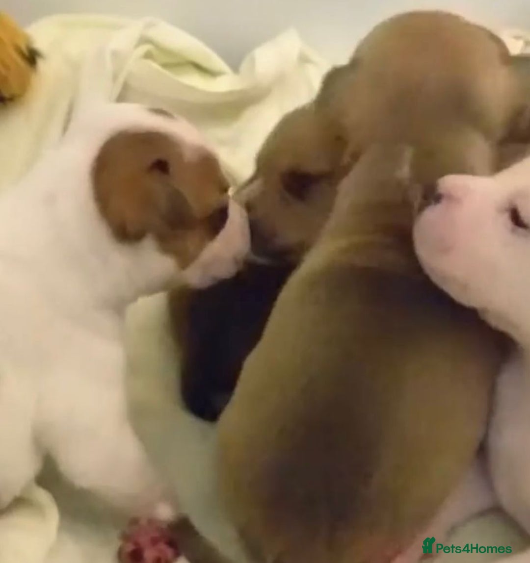 Staffordshire Bull Terrier dogs for sale: Staffordshire Puppies - Image 8