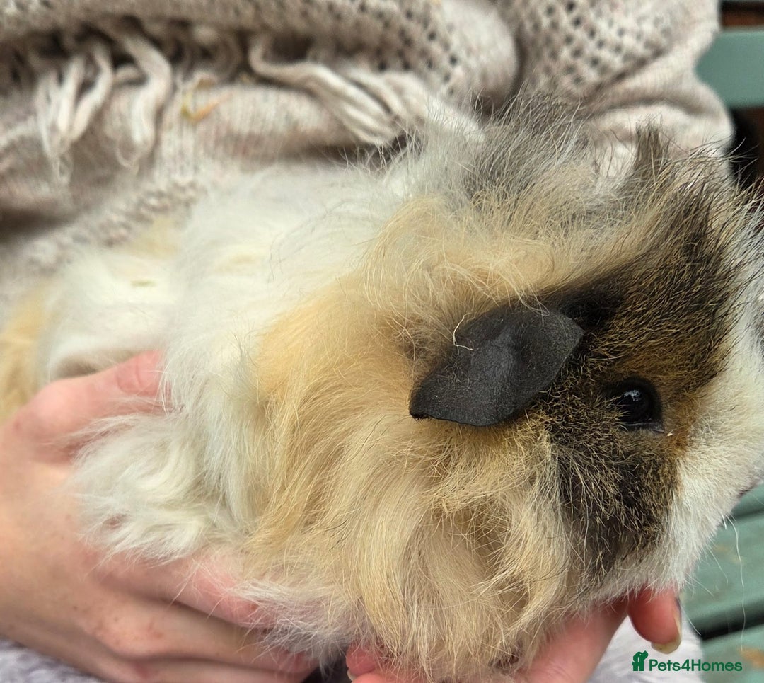 Guinea Pig rodents for sale: 3 beautiful females for sale  - Image 3