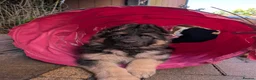 German Shepherd dogs for sale: Fully healthy tested parents, quality pups. - Advert 16