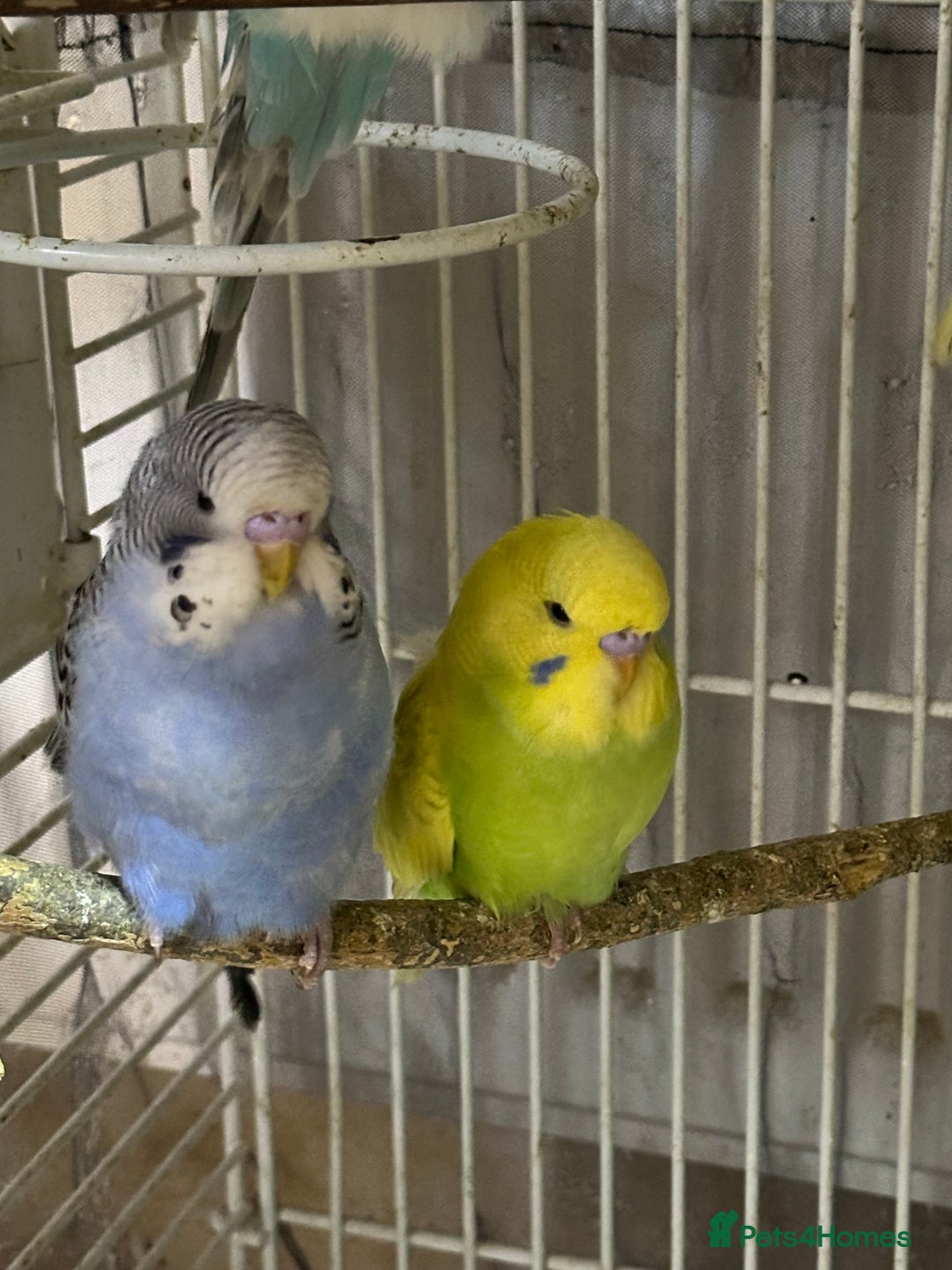 Budgerigars birds for sale: Budgies for sale - Image 5