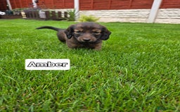 Dachshund dogs for sale: Red long-haired standard dachshund puppies - Image 18