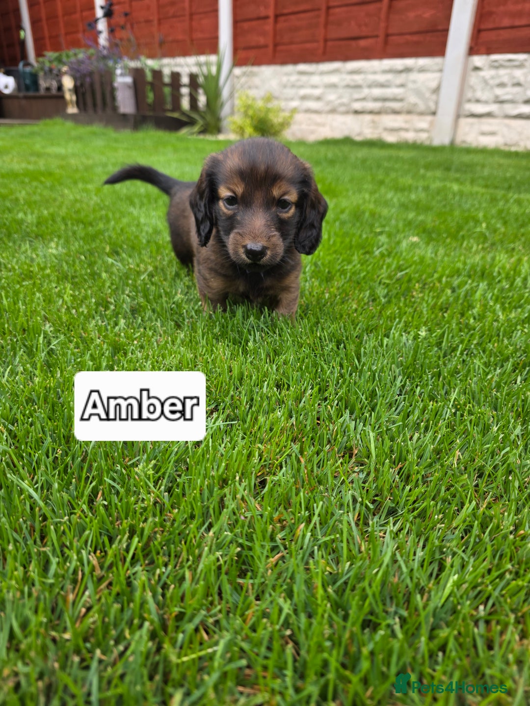 Dachshund dogs for sale: Red long-haired standard dachshund puppies - Image 18