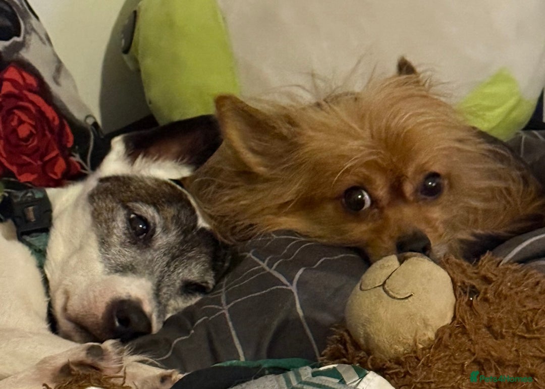 Chorkie dogs for sale: 5 year old male chorkie - Advert 11