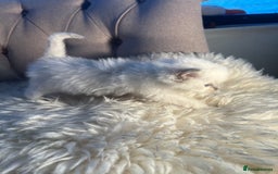 Ragdoll cats for sale: Ragdoll kittens pure breed!!! 😺 - Image 9