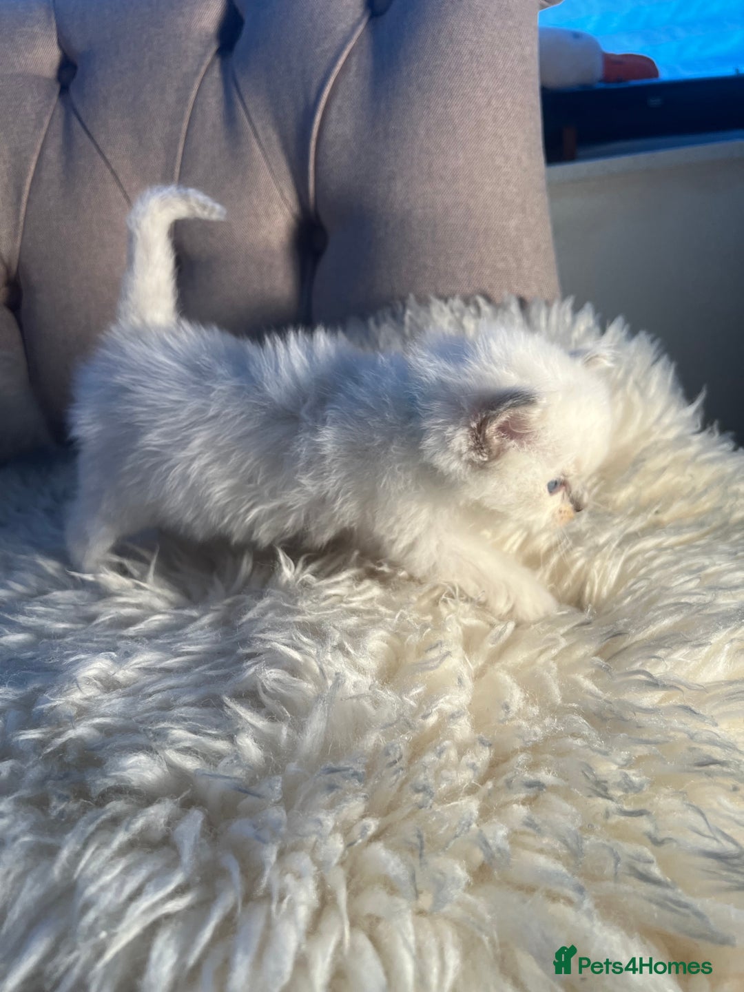 Ragdoll cats for sale: Ragdoll kittens pure breed!!! 😺 - Image 9