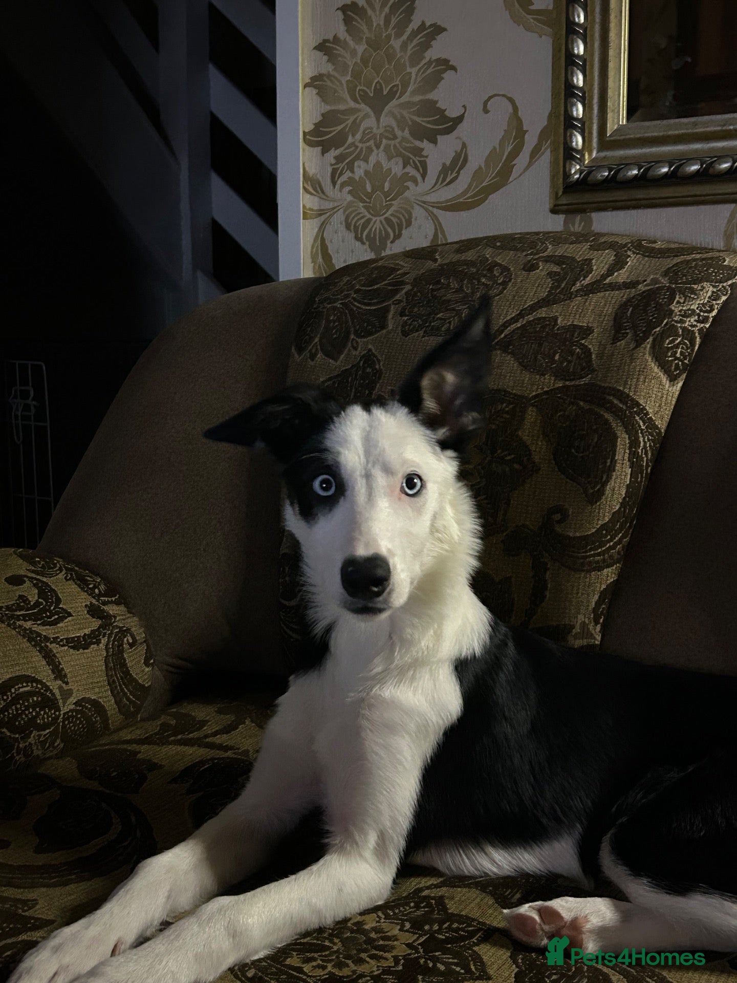 Border Collie dogs Two beautiful puppies - Advert 18