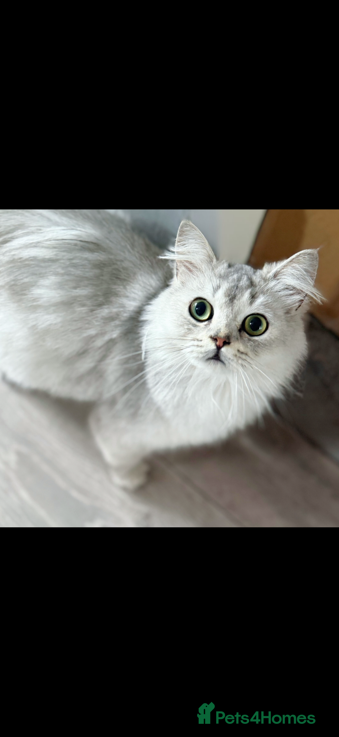 British Longhair cats for sale: 🩵BritishLonghair X Mainecoon Boys🩵 - Image 10