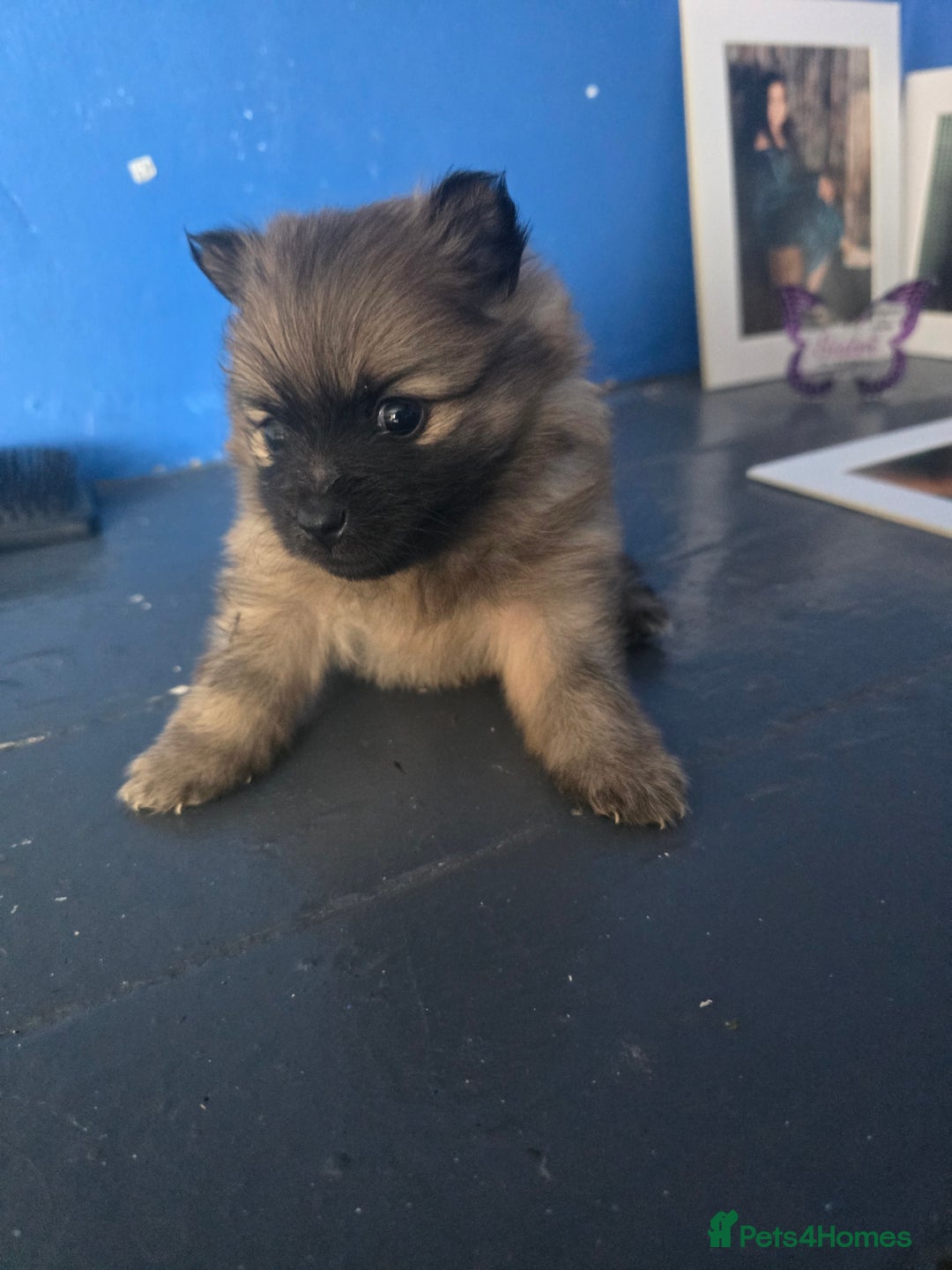 Pomeranian dogs for sale: Pomeranian puppies for sale - Advert 6