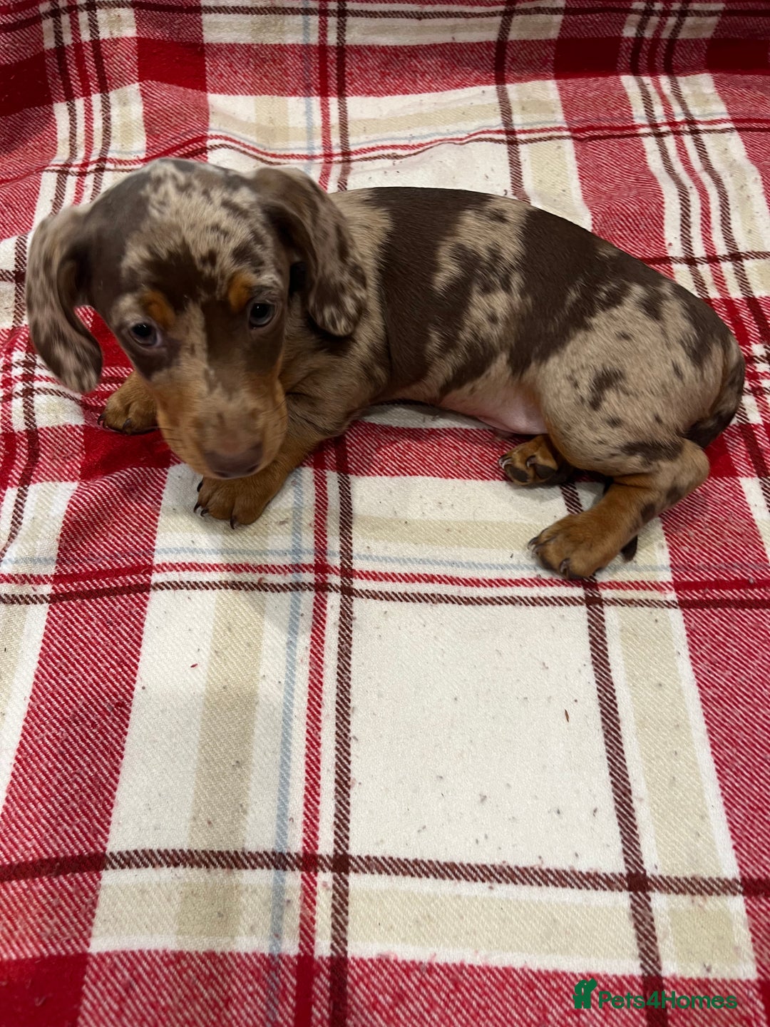 Miniature Dachshund dogs for sale: Miniature Dachshund puppies for sale - Advert 14