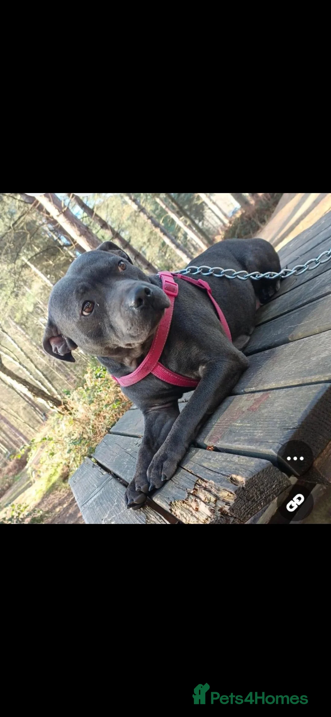 Staffordshire Bull Terrier dogs for sale: 5 beautifully staffy puppies kc registerd  - Advert 40