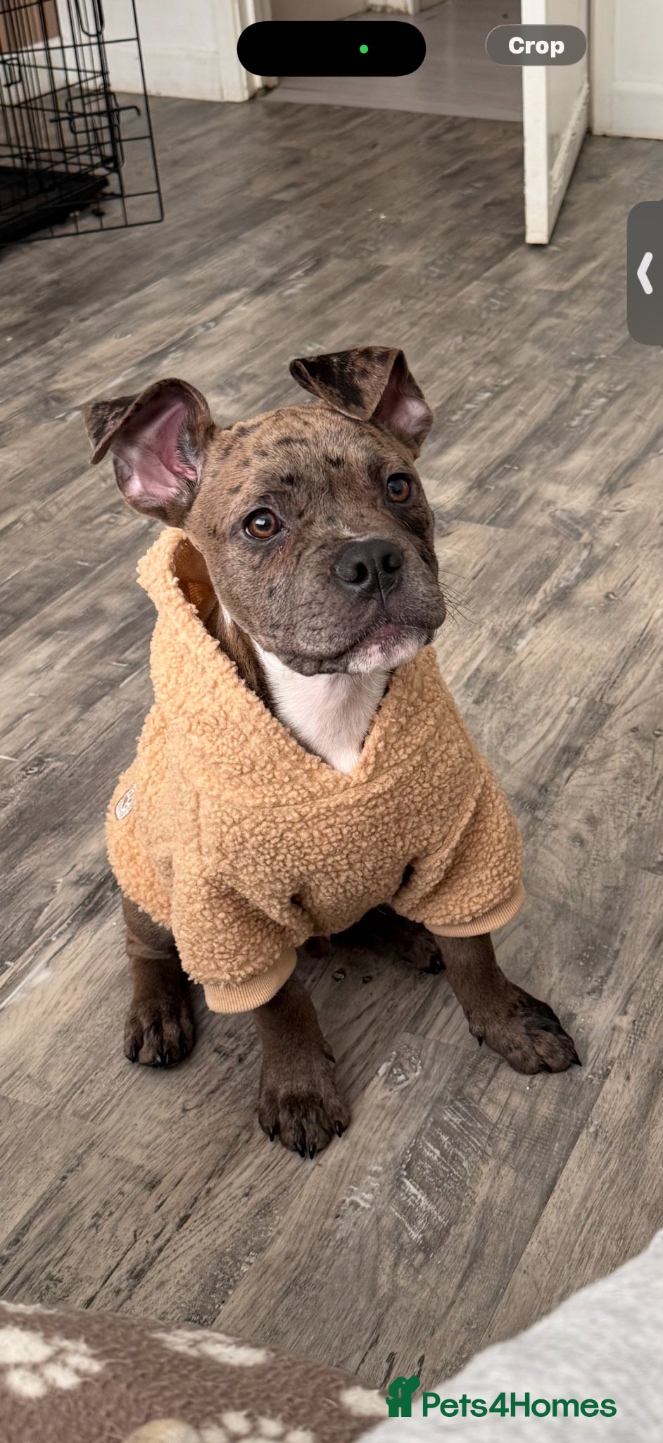 Mixed Breed dogs Arlo  - Advert 6