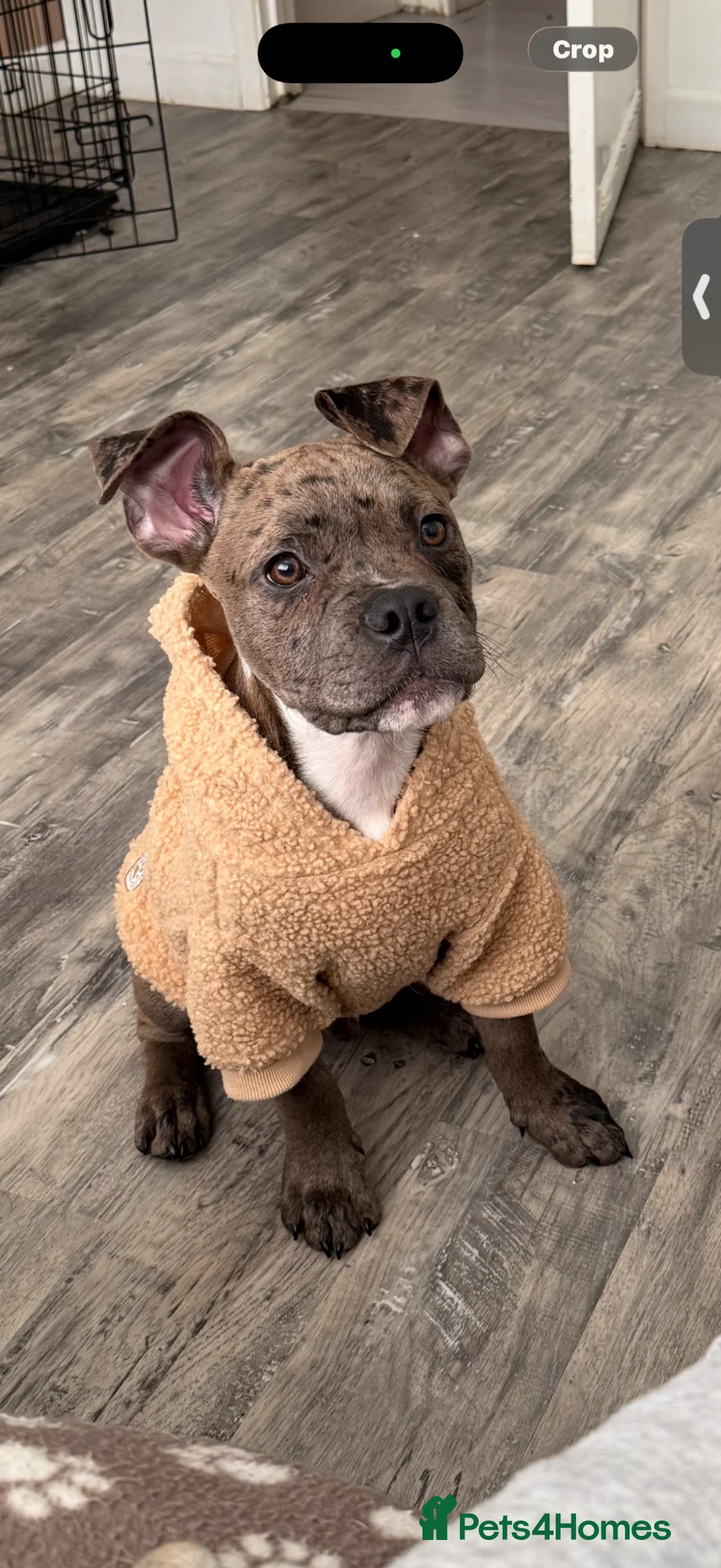 Mixed Breed dogs for sale: Arlo  - Advert 1