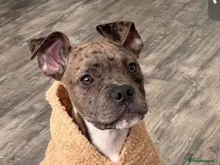 Mixed Breed dogs Arlo - Advert 6