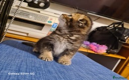 Scottish Fold cats for sale: Scottish fold looking for forever home - Image 3