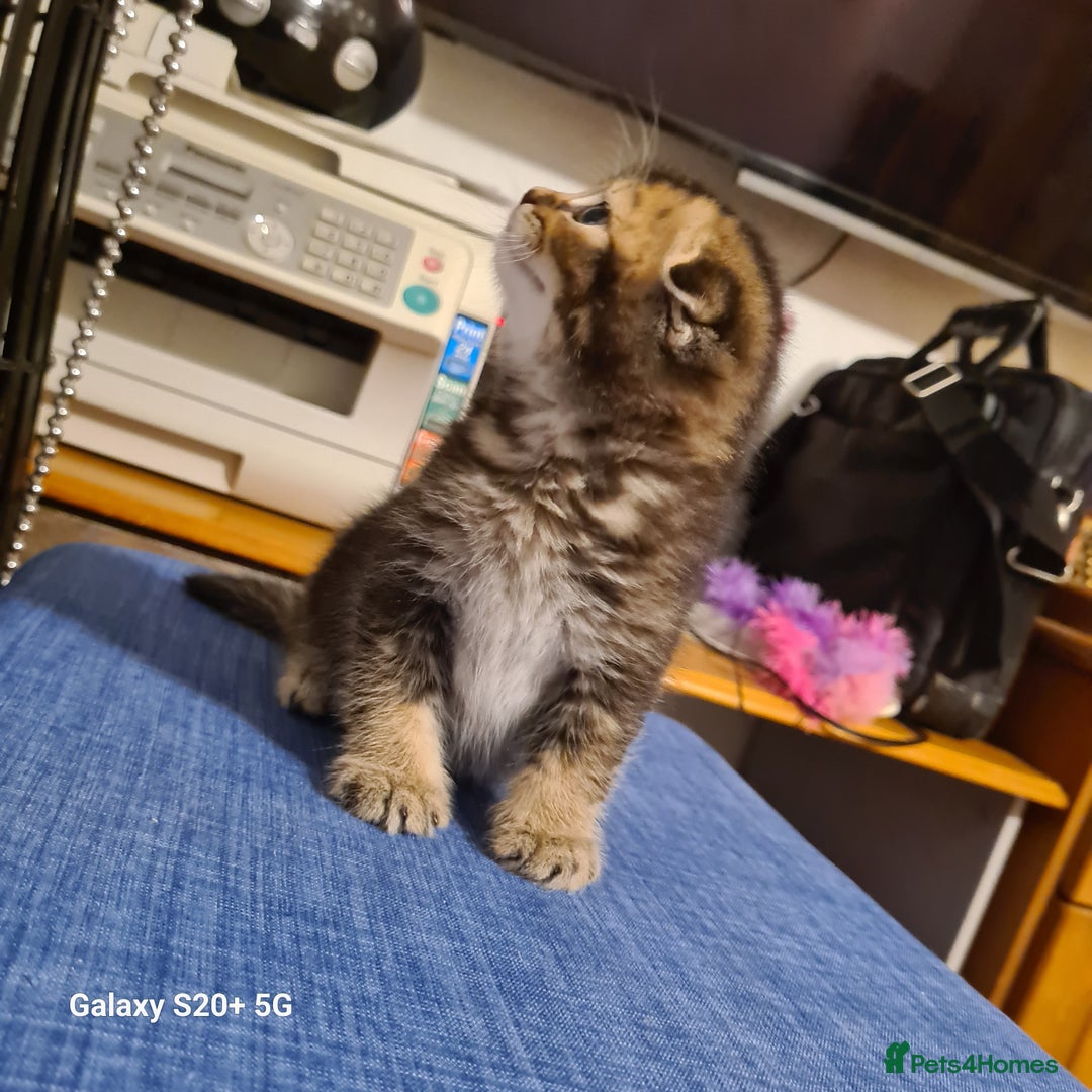 Scottish Fold cats for sale: Scottish fold looking for forever home - Image 3