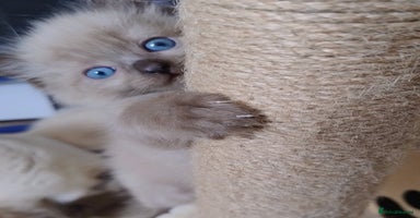 Ragdoll cats - Advert 1