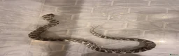 Snake reptiles for sale: Female axanthic hognose snake - Advert 3