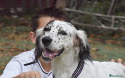 English Setter dogs for adoption: Txispa - Image 13