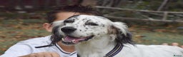 English Setter dogs for adoption: Txispa - Advert 14