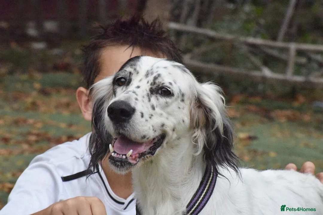 English Setter dogs for adoption: Txispa - Advert 14