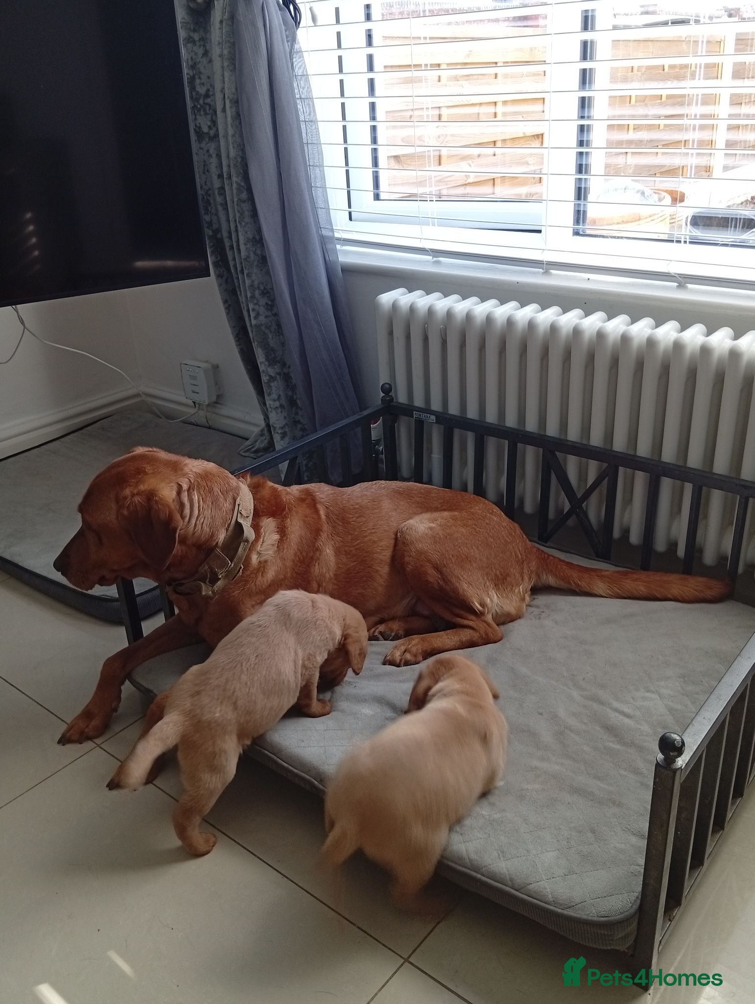 Labrador Retriever dogs Fox red  - Advert 1