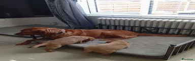 Labrador Retriever 2
