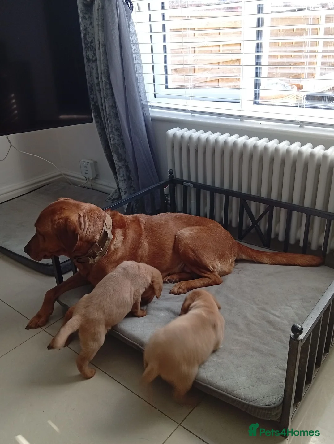 Labrador Retriever dogs for sale: Fox red  - Advert 1